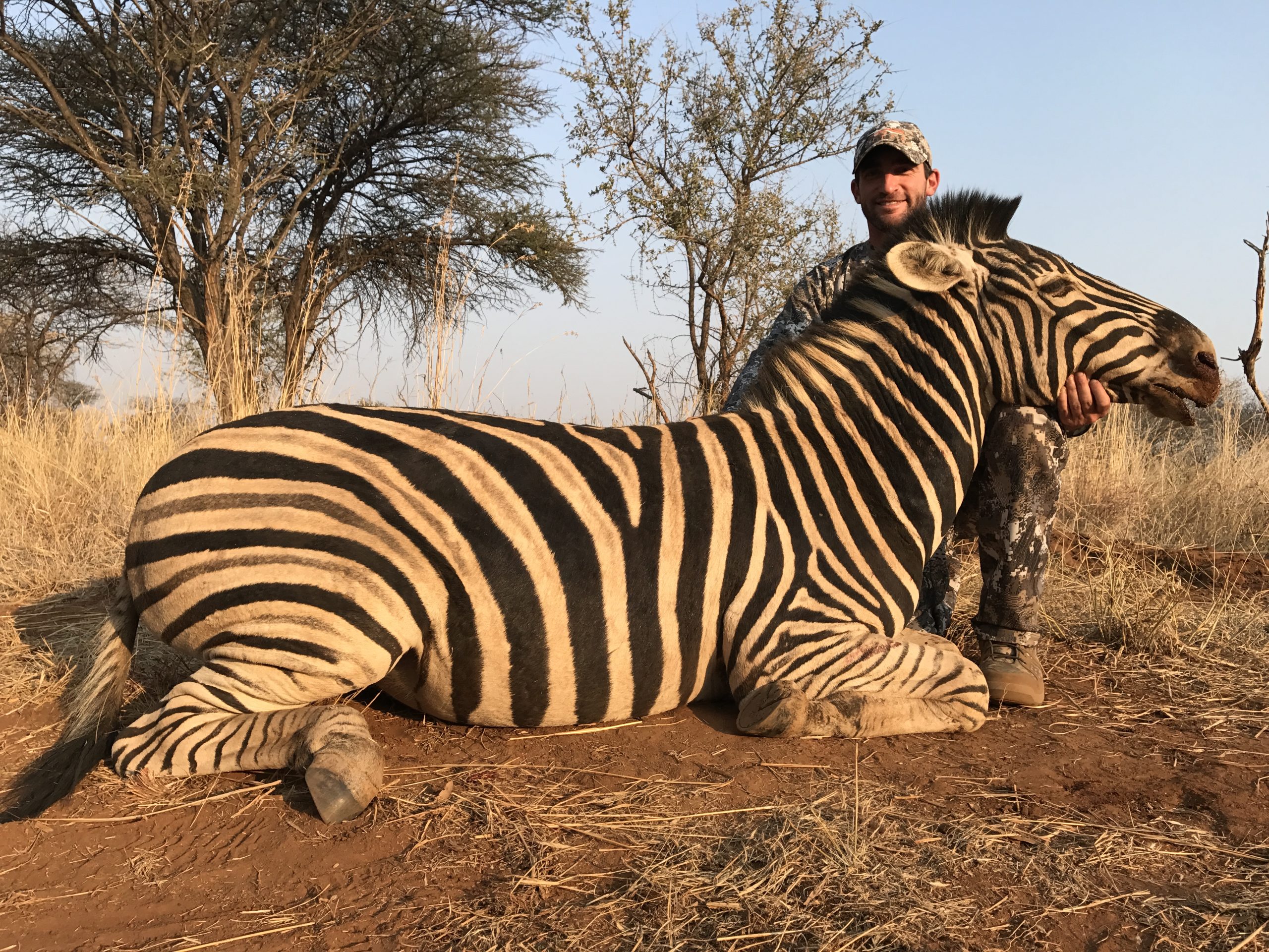 Zebra