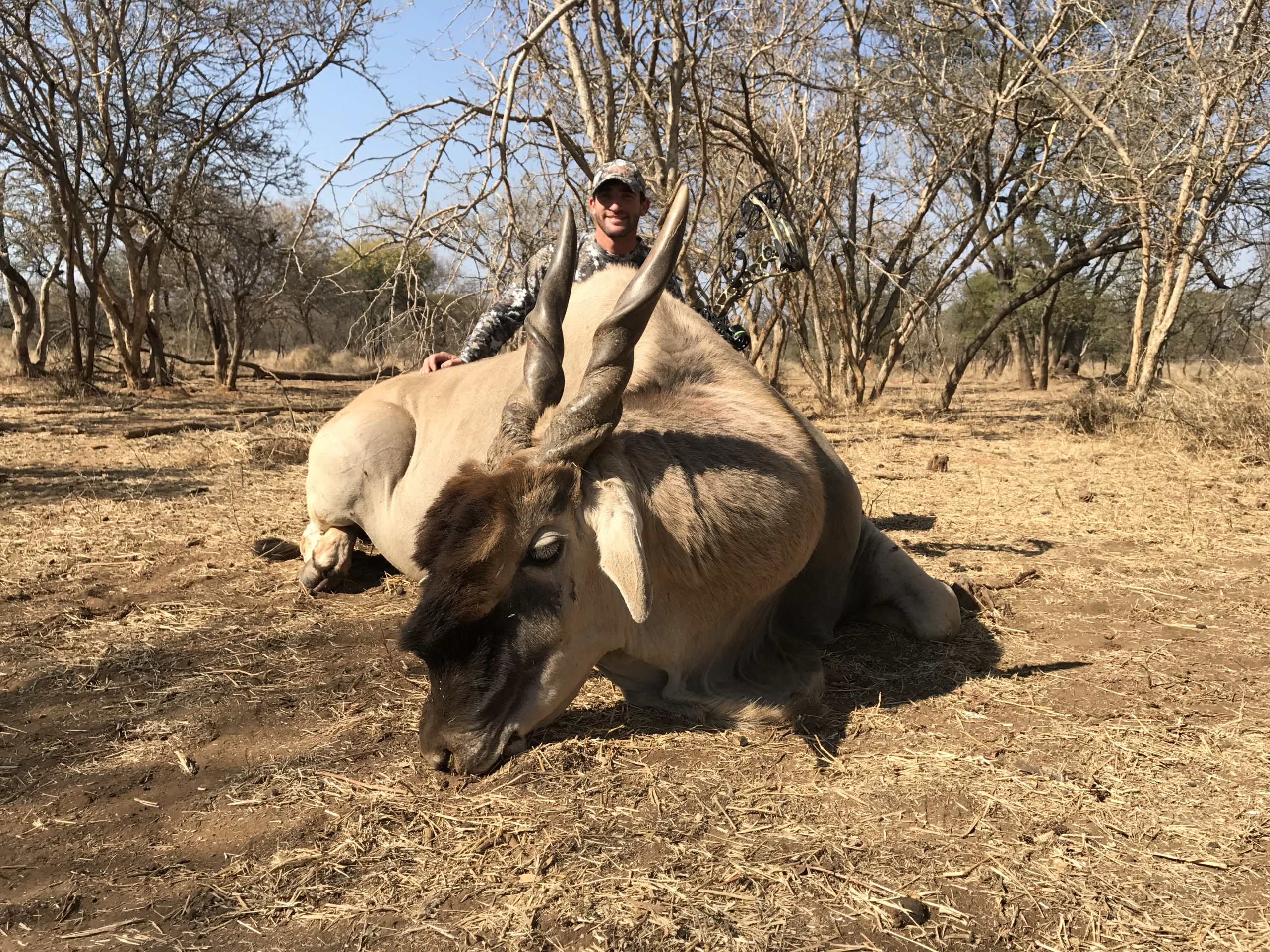 Eland bull - hunted in Limpopo South Africa