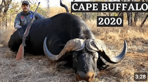 Cape Buffalo Hunt 2020