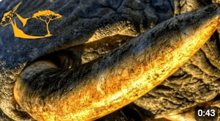 Elephant Hunt 2021 - Bayly Sippel Safaris