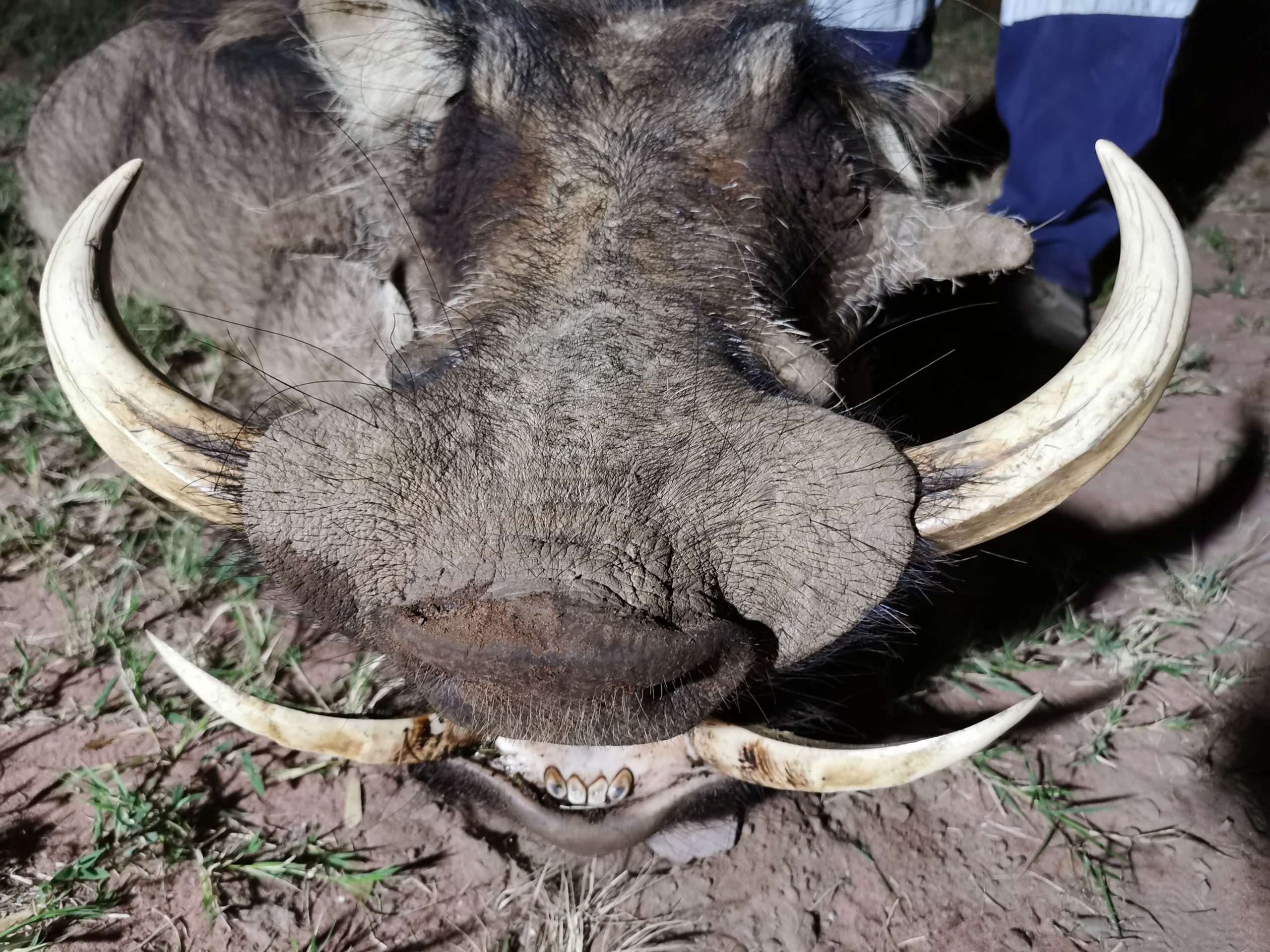 Pig Down