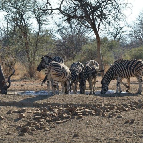 Zebra1