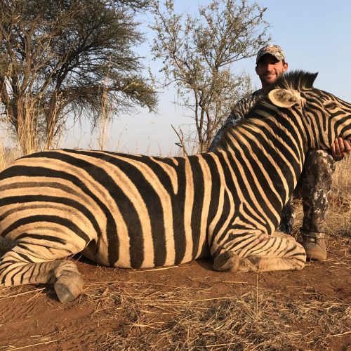 Zebra