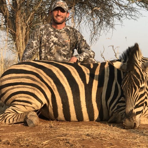 Zebra hunt in South Africa
