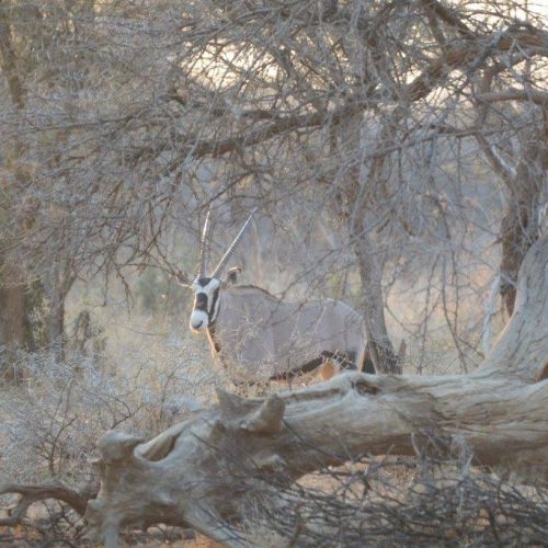 Gemsbuck