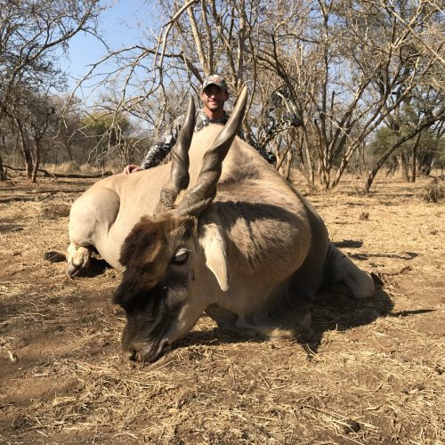 Eland bull - hunted in Limpopo South Africa