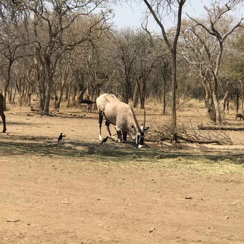 Gemsbuck drinking water