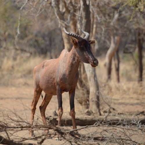 Tsetsebe - South Africa