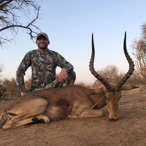 Impala ram - hunted in Limpopo South Africa