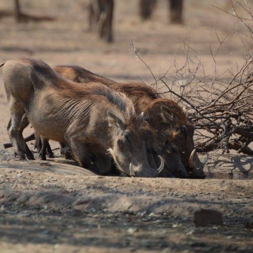 Warthog hunting in SA