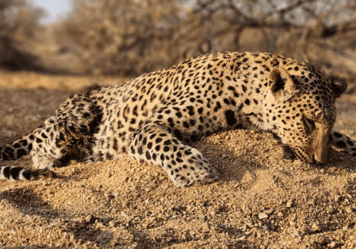 Screenshot 2025-03-06 224233