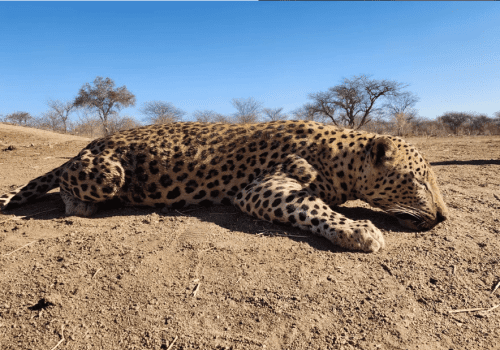 Screenshot 2025-03-06 224435